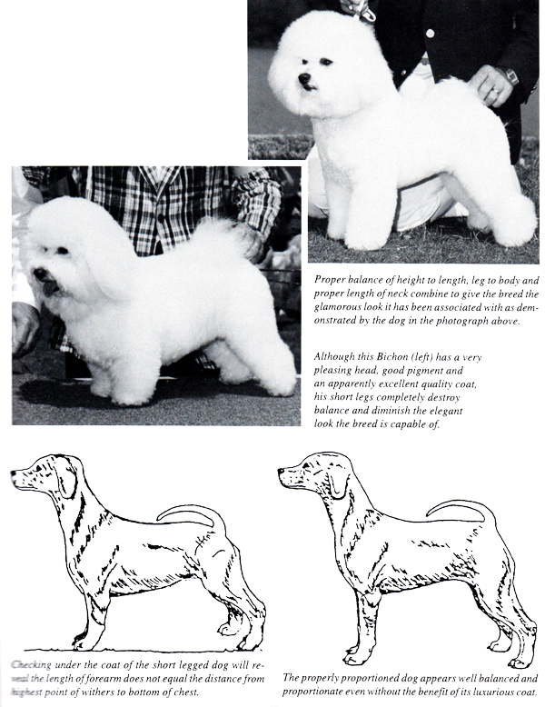 About Bichon Frise Standard